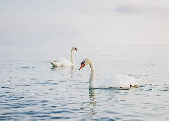 Hotel Nuova Barcaccia 3*